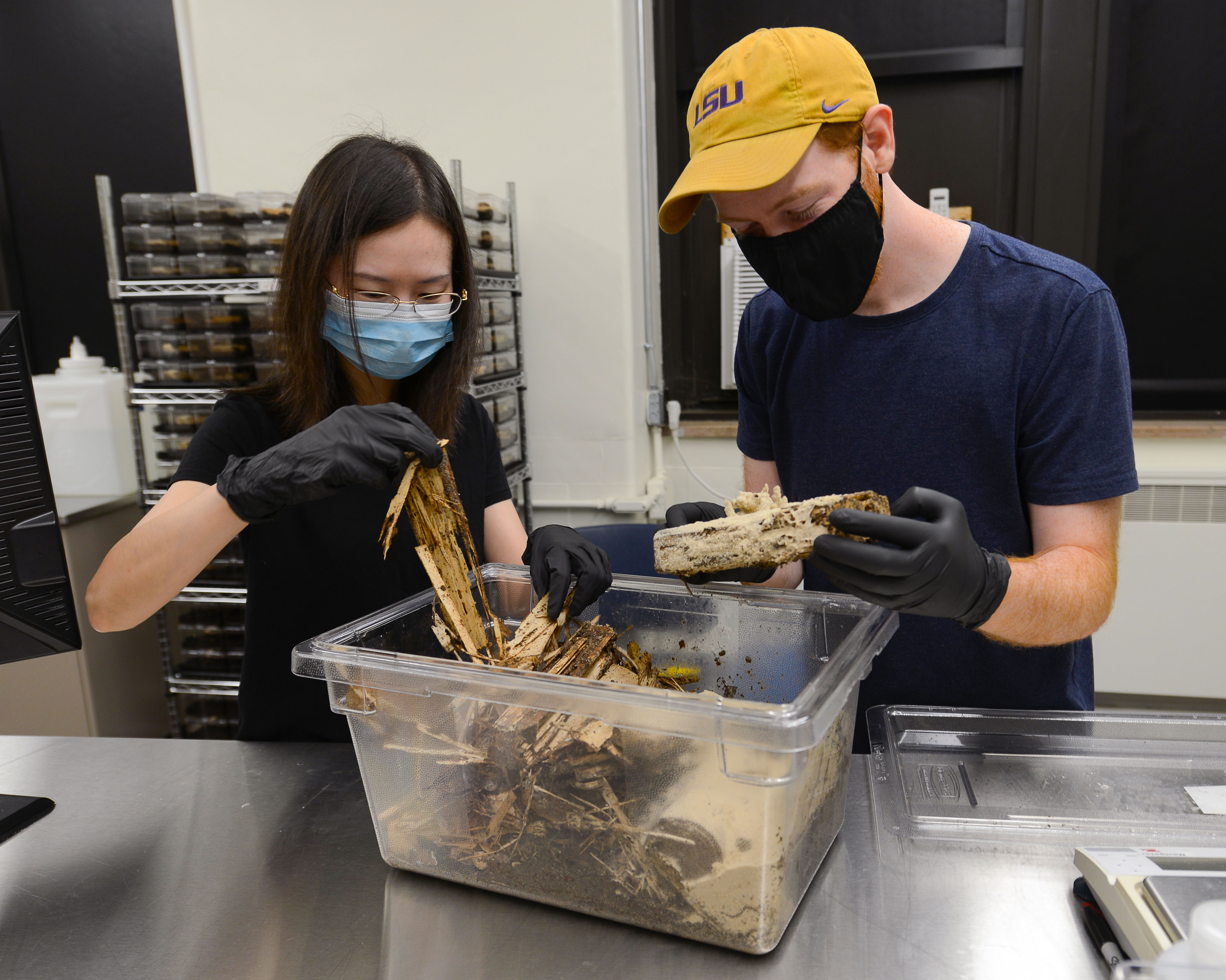 Termite ‘police’ help manage colonies 